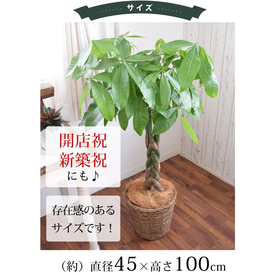 初売り 観葉植物 編み込みパキラ 8寸 バスケットに入れてお届け 育てやすい インテリアグリーン おしゃれ お中元 夏 サマーギフト 引っ越し祝い 開店祝い 開業祝い Xawavivenda Com
