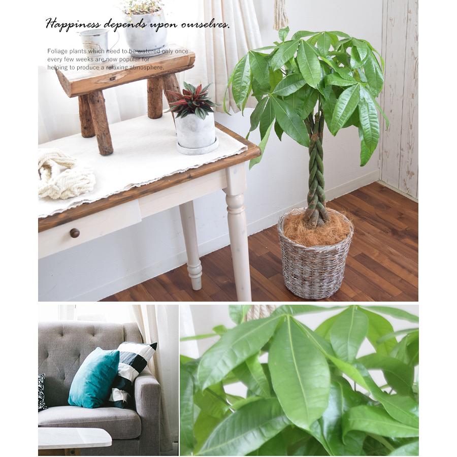 初売り 観葉植物 編み込みパキラ 8寸 バスケットに入れてお届け 育てやすい インテリアグリーン おしゃれ お中元 夏 サマーギフト 引っ越し祝い 開店祝い 開業祝い Xawavivenda Com