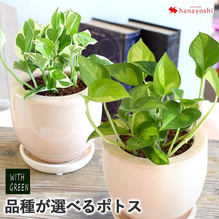 品種が選べるポトス In 陶器ポット すぐに飾れて嬉しい インテリア エンジョイ グローバルグリーン 観葉植物 プレゼント ギフト おしゃれ お祝い Hog2104 フラワーマーケット花由 通販 Yahoo ショッピング