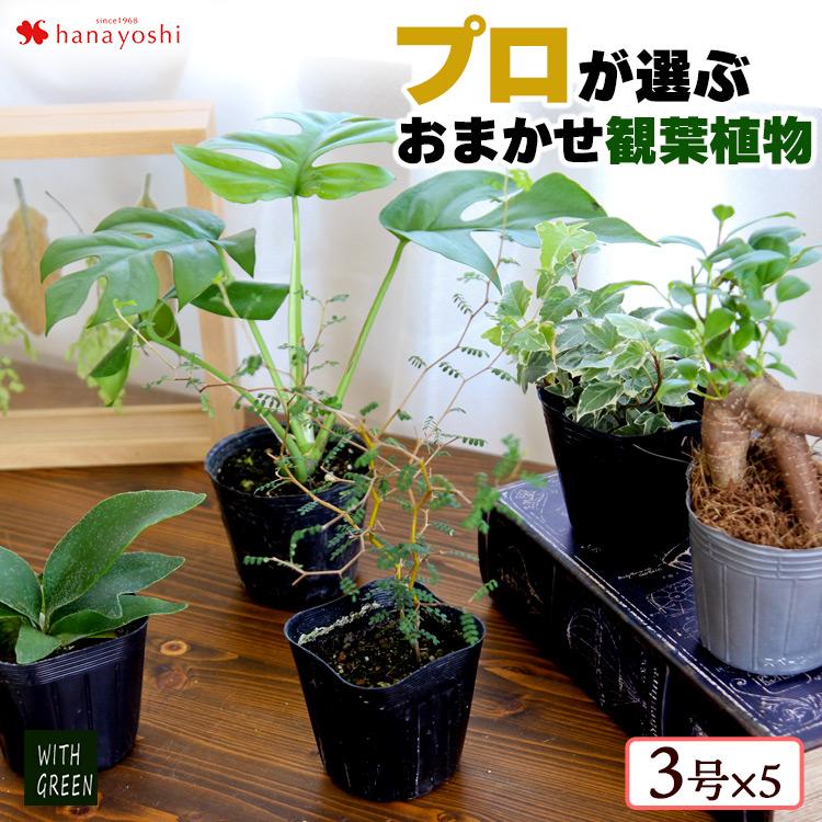 おまかせ福袋 グリーン5点セット 育てやすい インテリア グリーン 観葉植物 おしゃれ ギフト 誕生日 プレゼント 女性 男性 自宅用 フラワーマーケット花由 通販 Paypayモール