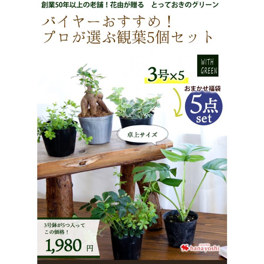 バイヤーおすすめ プロが選ぶ観葉5個セット 育てやすい インテリア グリーン 観葉植物 室内 おしゃれ ギフト 誕生日 プレゼント 女性 男性 自宅用 Hog2105 フラワーマーケット花由 通販 Yahoo ショッピング