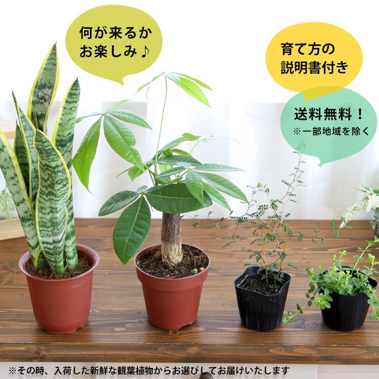 おまかせ福袋 グリーン4点セット 育てやすい 超特価 インテリア グリーン 観葉植物 おしゃれ 男性 プレゼント 自宅用 ギフト 誕生日 女性