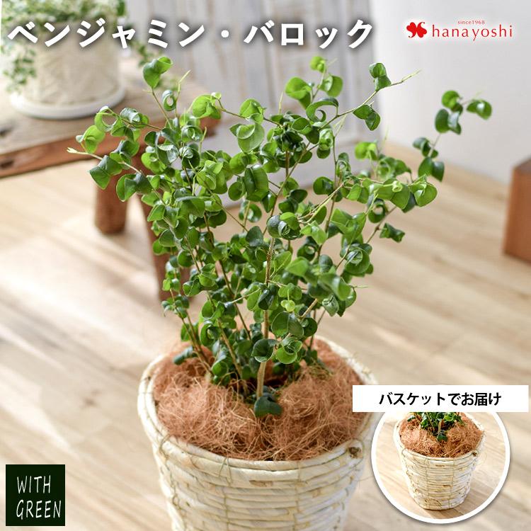 日本最大の ベンジャミン バロックの鉢植え バスケットに入れてお届け ゴムの木 観葉植物 インテリアグリーン おしゃれ プレゼント ギフト