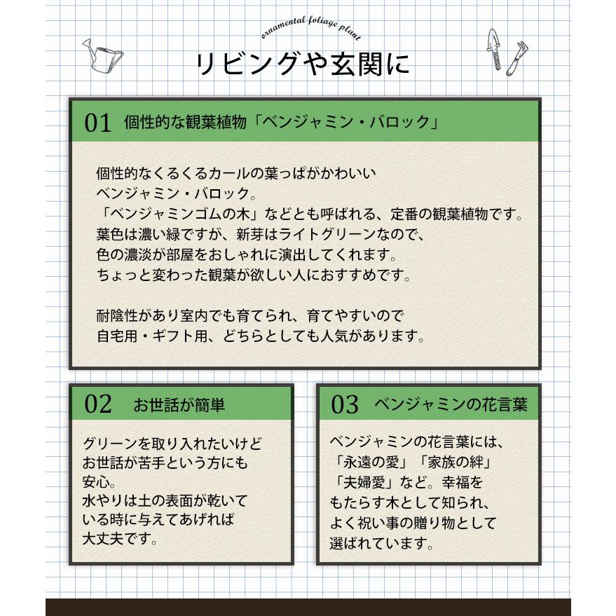 ベンジャミン バロック おしゃれ 室内 観葉植物 通販でクリスマス 観葉植物