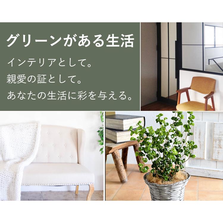 公式ショップ ベンジャミン バロックの鉢植え プラスチック鉢でお届け ゴムの木 観葉植物 インテリアグリーン おしゃれ プレゼント ギフト3 300円 Aynaelda Com