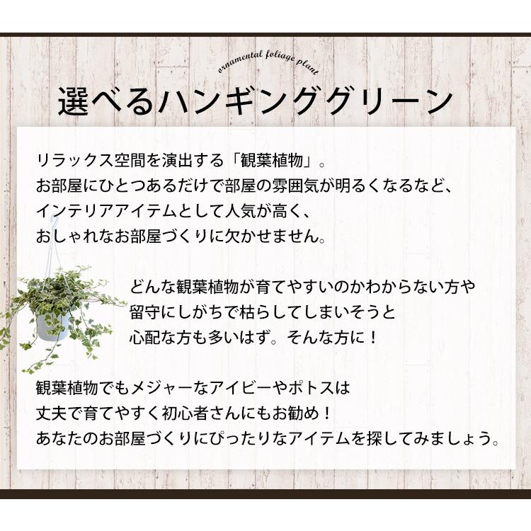 アイビー ポトス 選べるハンギンググリーン つる性 おしゃれ 鉢 インテリア グリーン 観葉植物 退職祝い 新築祝い 引っ越し祝い お祝い フラワーマーケット花由 通販 Paypayモール