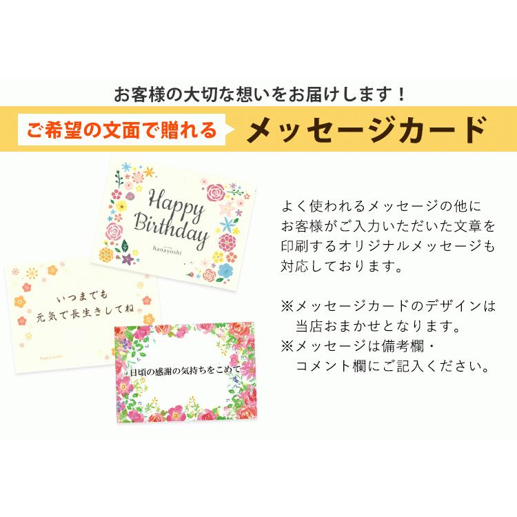 観葉植物 シュガーバインのハンギング 育てやすい インテリアグリーン  おしゃれ 植物 誕生日 プレゼント 吊り下げ ディスプレイ｜hanayoshi-y｜12