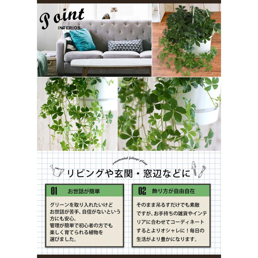 お手頃価格 観葉植物 シュガーバインのハンギング 育てやすい インテリアグリーン おしゃれ プレゼント ギフト 吊り下げ ディスプレイ おうち時間3 280円 Aynaelda Com