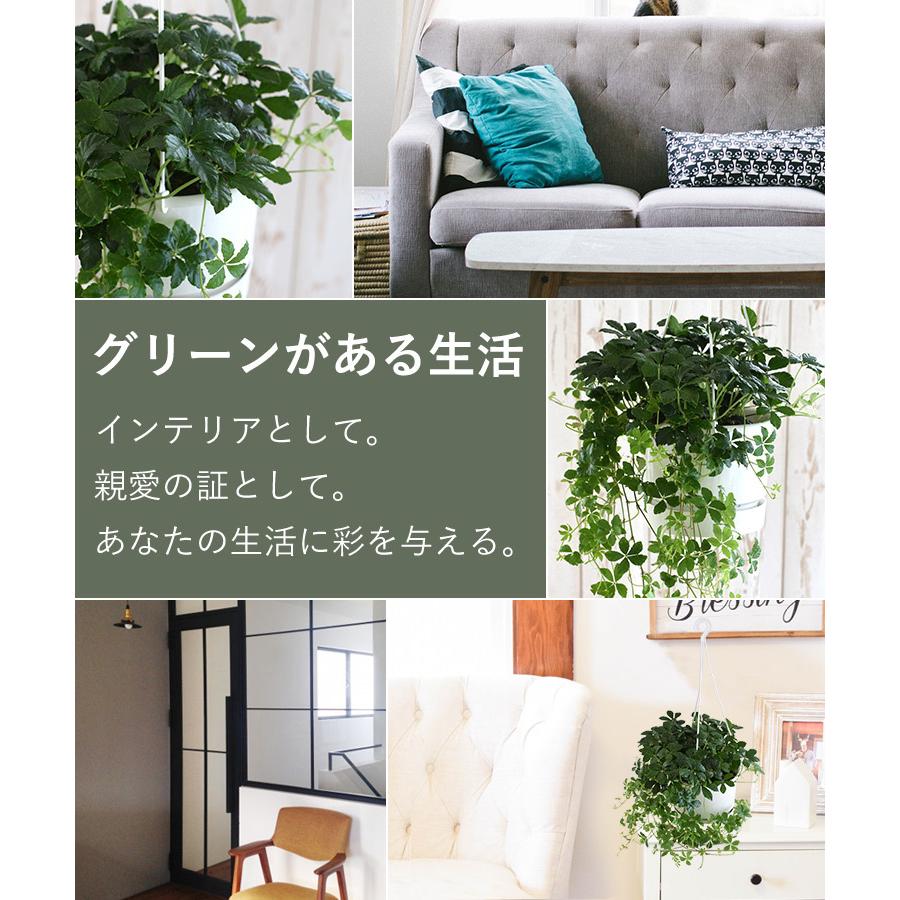 お手頃価格 観葉植物 シュガーバインのハンギング 育てやすい インテリアグリーン おしゃれ プレゼント ギフト 吊り下げ ディスプレイ おうち時間3 280円 Aynaelda Com