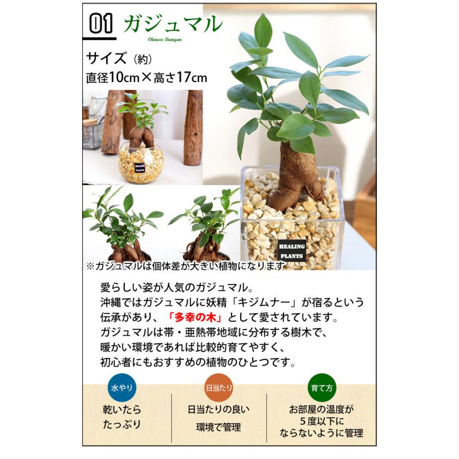 Sale 10 Off 選べる 観葉植物ｘハイドロカルチャー ゼオライトプランツ ガラスキューブ おしゃれ 室内 インテリア グリーン プレゼント ギフト Aynaelda Com