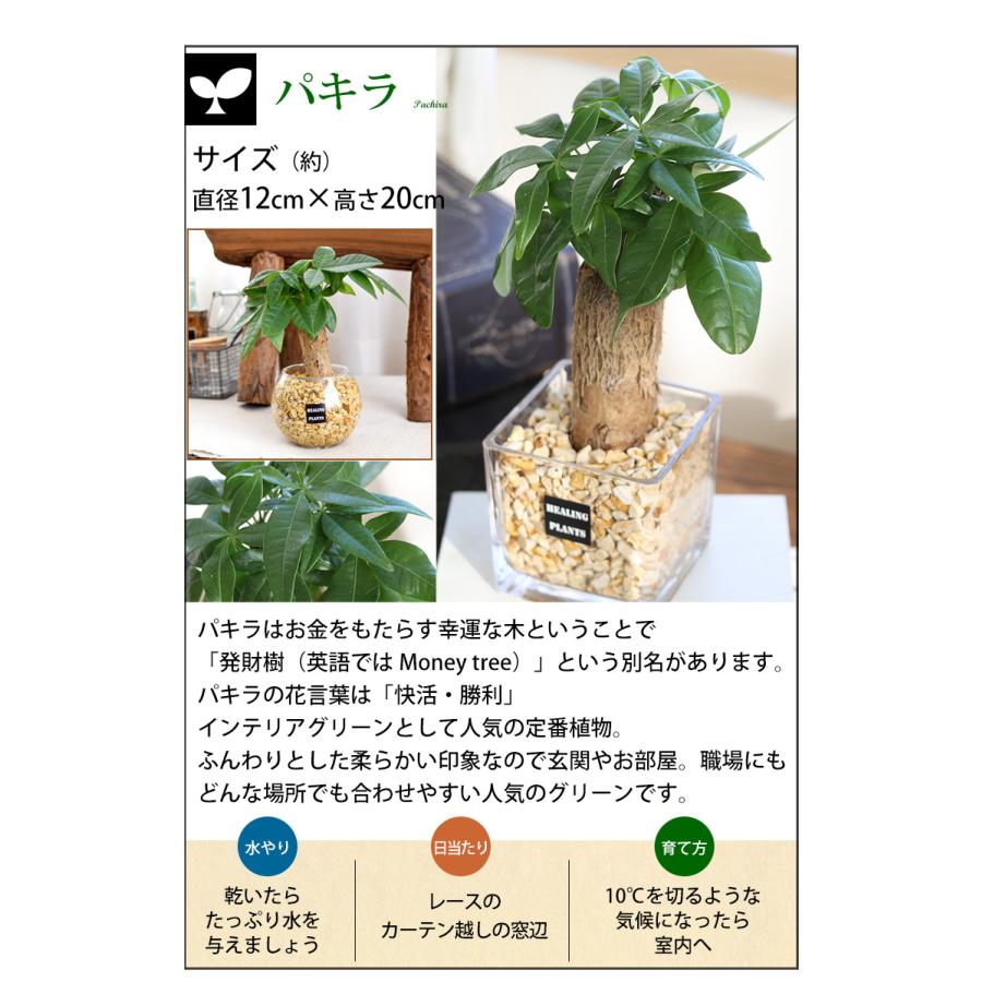 フラワーマーケット花由 土を使わない 観葉植物 ハイドロ フラワーマーケット花由 土を使わない 観葉植物 ハイドロ