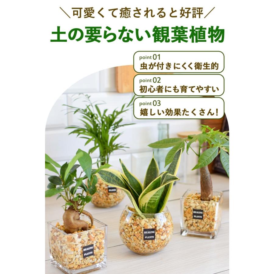 フラワーマーケット花由 土を使わない 観葉植物 ハイドロ フラワーマーケット花由 土を使わない 観葉植物 ハイドロ