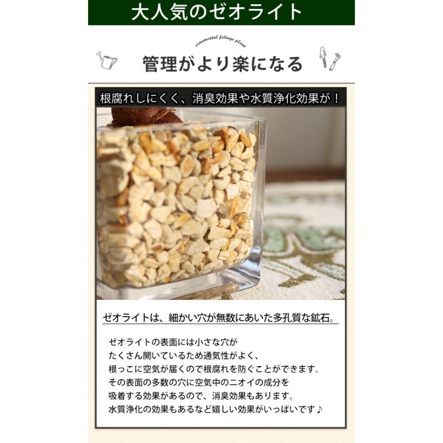選べる 観葉植物ｘハイドロカルチャー ゼオライトプランツ ガラスキューブ おしゃれ 室内 インテリア グリーン 誕生日 プレゼント 退職祝い ギフト｜hanayoshi-y｜05