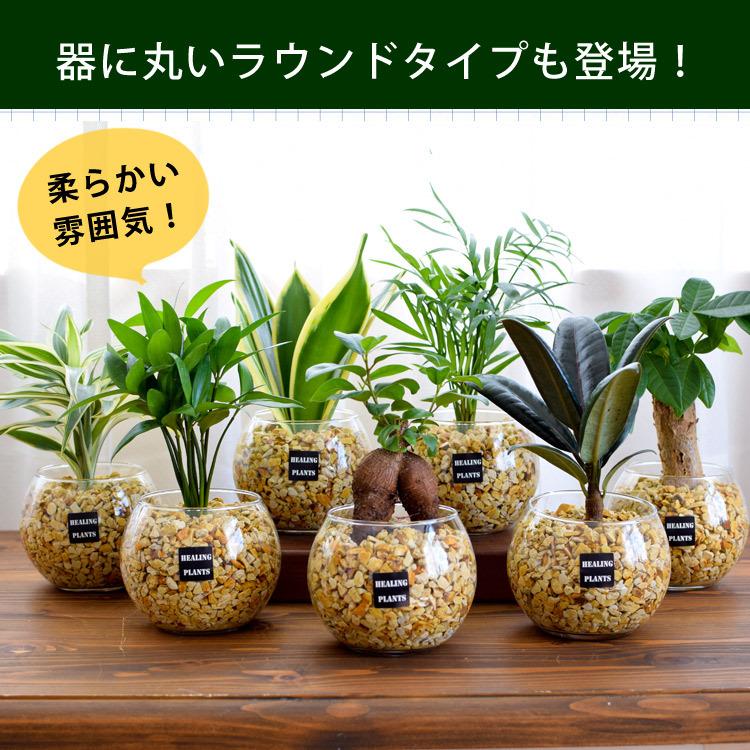 Sale 10 Off 選べる 観葉植物ｘハイドロカルチャー ゼオライトプランツ ガラスキューブ おしゃれ 室内 インテリア グリーン プレゼント ギフト Aynaelda Com