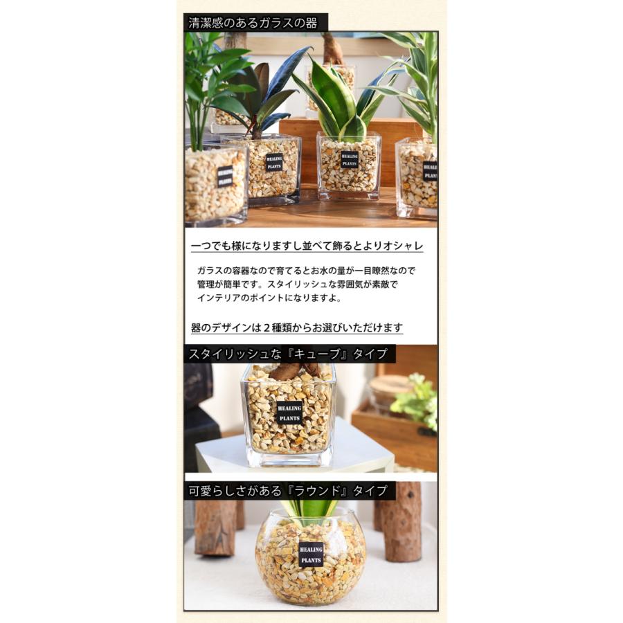 63 Off 選べる 観葉植物ｘハイドロカルチャー ゼオライトプランツ ガラスキューブ おしゃれ 室内 インテリア グリーン プレゼント ギフト Aynaelda Com