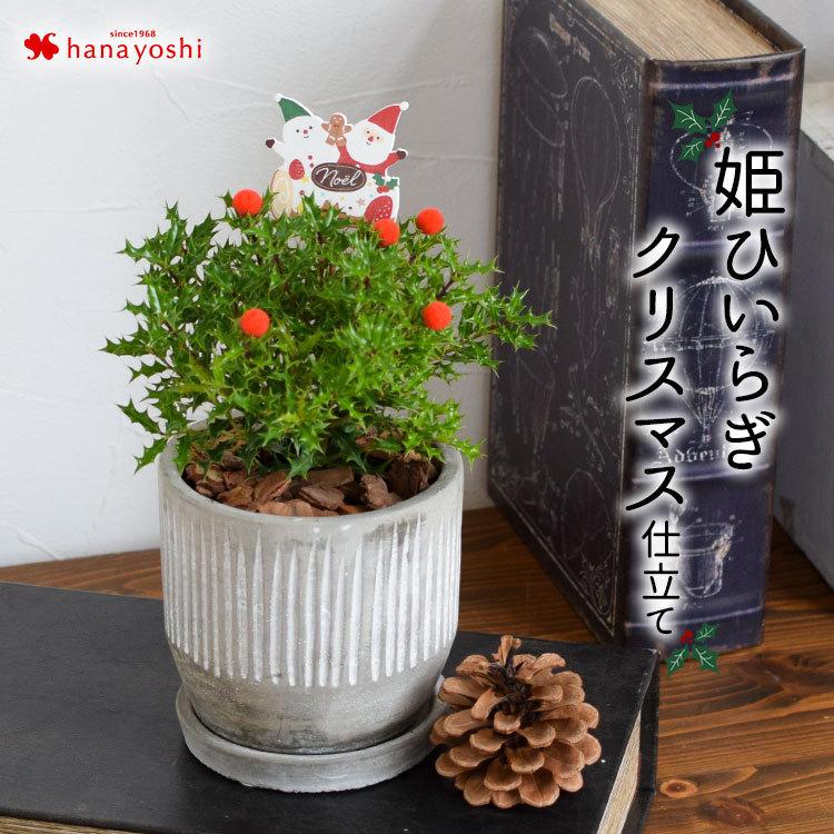 姫ひいらぎ クリスマス仕立て 鉢植え ヒイラギ 観葉植物 インテリア プレゼント ギフト 室内 おしゃれ お祝い 記念日 誕生日 女性 女友達 母 フラワーマーケット花由 通販 Paypayモール