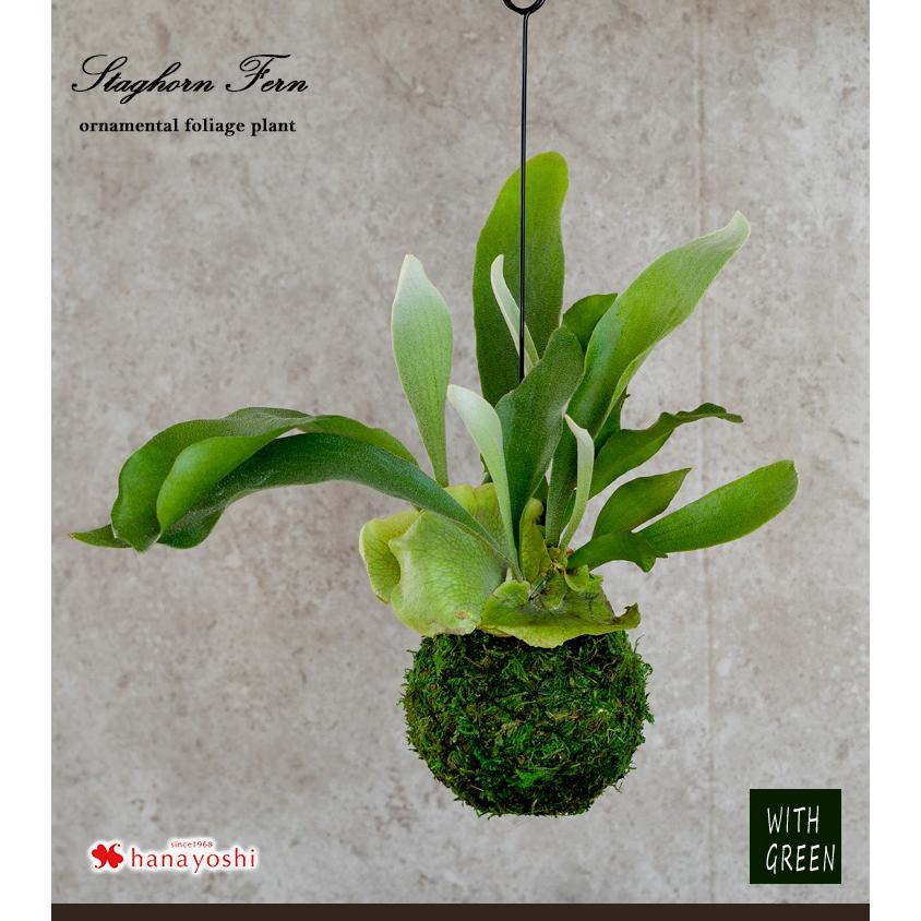 コウモリランの苔玉 観葉植物 こけだま コケダマ 育てやすい インテリア グリーン おしゃれ 植物 ギフト 誕生日 プレゼント 新築祝い 開店祝い Hog22 フラワーマーケット花由 通販 Yahoo ショッピング