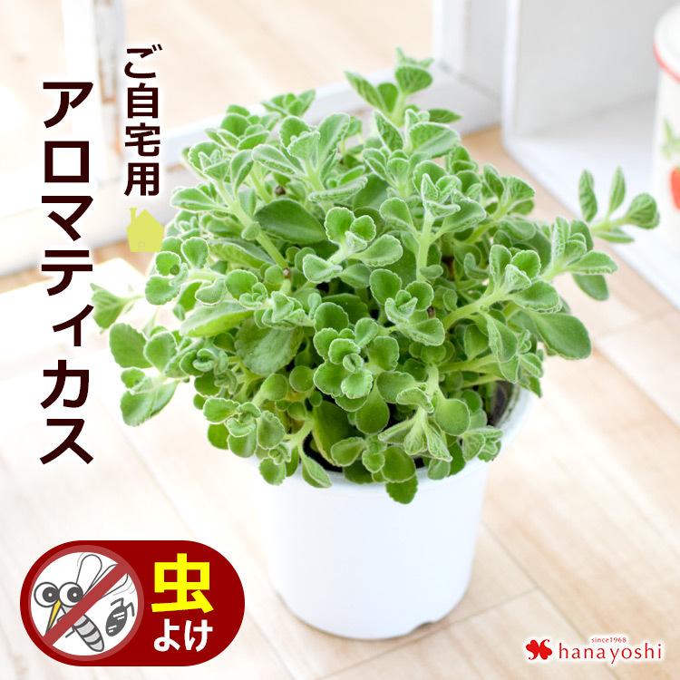 Seasonal Wrap入荷 虫よけ アロマティカス の鉢植 6月4日 7月8日の間でご指定ok 虫除け ハーブキューバンオレガノ ゴキブリハーブ 蚊 撃退 ゼラニウム 4個まで同梱ok0円 Whitesforracialequity Org