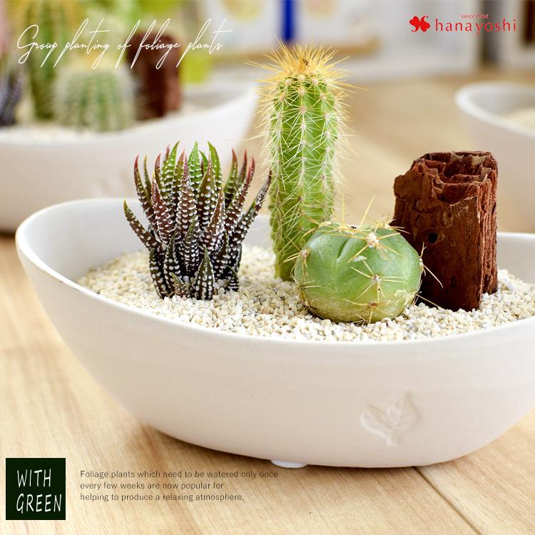 サボテンの寄せ植え 観葉植物 多肉植物 インテリア ギフト 室内 おしゃれ 引越し祝い 新築祝い 開店祝い お祝い 開業祝い 周年祝い Hog25 フラワーマーケット花由 通販 Yahoo ショッピング