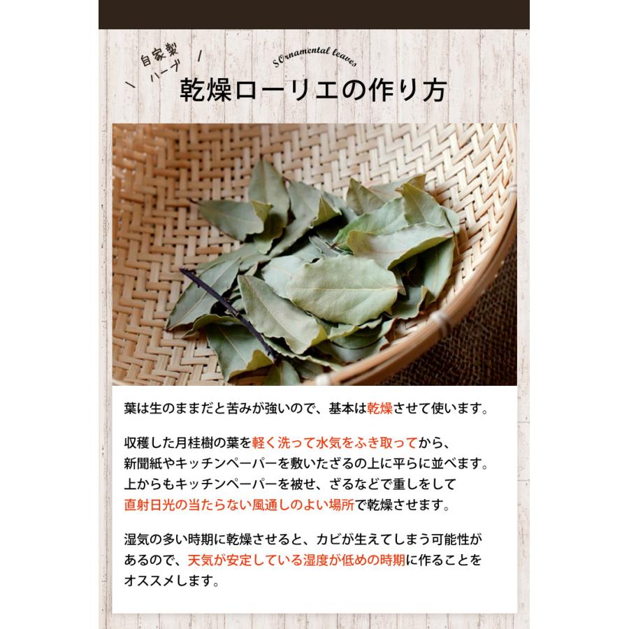 月桂樹 鉢植え ローリエ ローレル 観葉植物 インテリア ギフト 室内 おしゃれ 引越し祝い 新築祝い 開店祝い お祝い 開業祝い 周年祝い 結婚記念日 誕生日 Hog29 フラワーマーケット花由 通販 Yahoo ショッピング