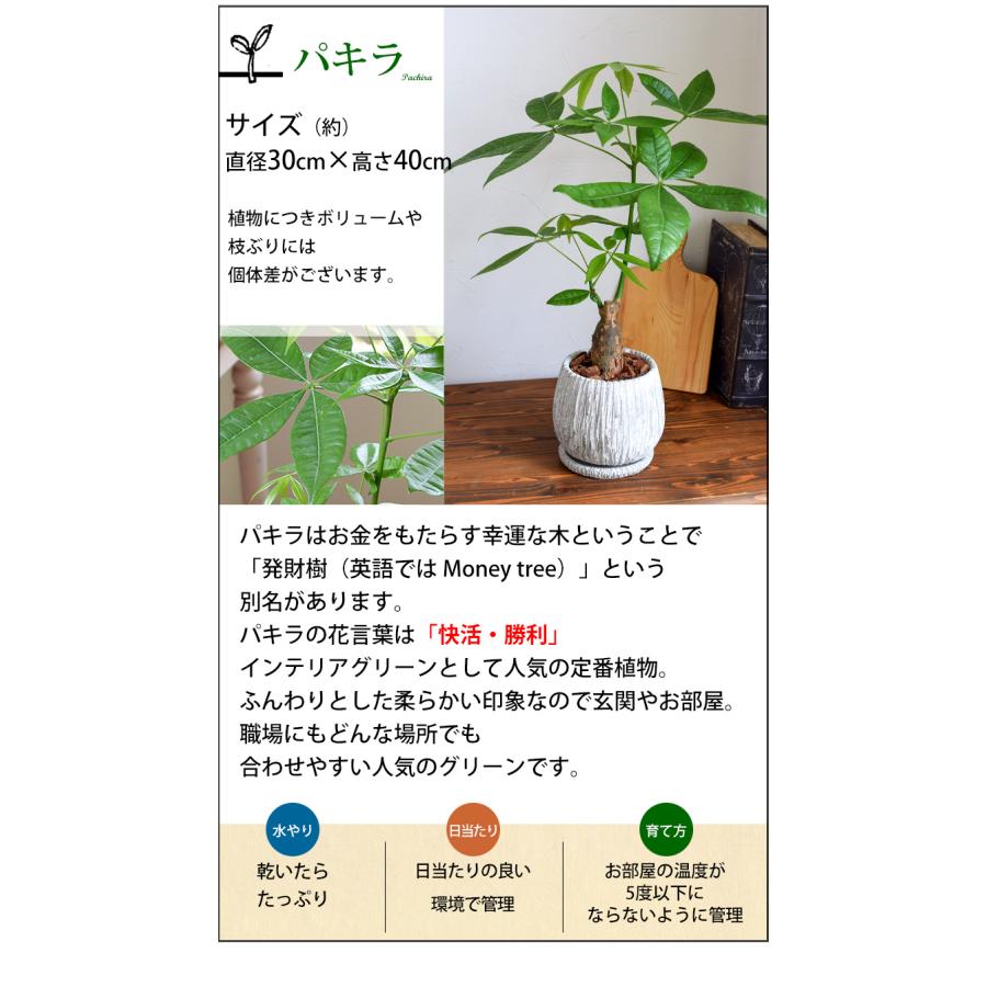 選べる 観葉植物ｘ選べるうつわ Mサイズ ガジュマルの木 サンスベリア シュガーバイン つる性ガジュマル おしゃれ 鉢 インテリア グリーン Hog2213 フラワーマーケット花由 通販 Yahoo ショッピング