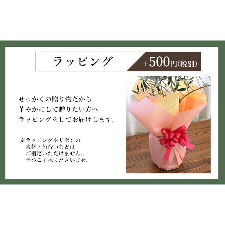 選べる観葉植物 Lサイズ ７号 ＜プラスチック鉢でお届け＞ 育てやすい インテリアグリーン おしゃれ プレゼント 引っ越し祝い 開店祝い｜hanayoshi-y｜16