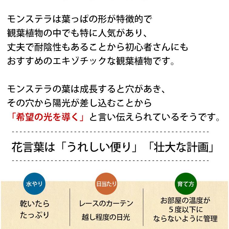 選べる観葉植物 Lサイズ ７号 ＜プラスチック鉢でお届け＞ 育てやすい インテリアグリーン おしゃれ プレゼント 引っ越し祝い 開店祝い｜hanayoshi-y｜06