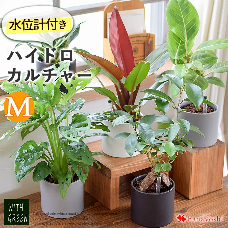 水位計付きモノトーンポット 観葉植物 Mサイズｘハイドロカルチャー ガジュマルの木 パキラ サンスベリア ゼオライトプランツ アグラオネマ おしゃれ  鉢 :hog2302:フラワーマーケット花由 - 通販 - Yahoo!ショッピング