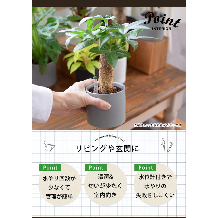 フラワーマーケット花由 水位計付きモノトーンポット 観葉植物 M フラワーマーケット花由 水位計付きモノトーンポット 観葉植物 M