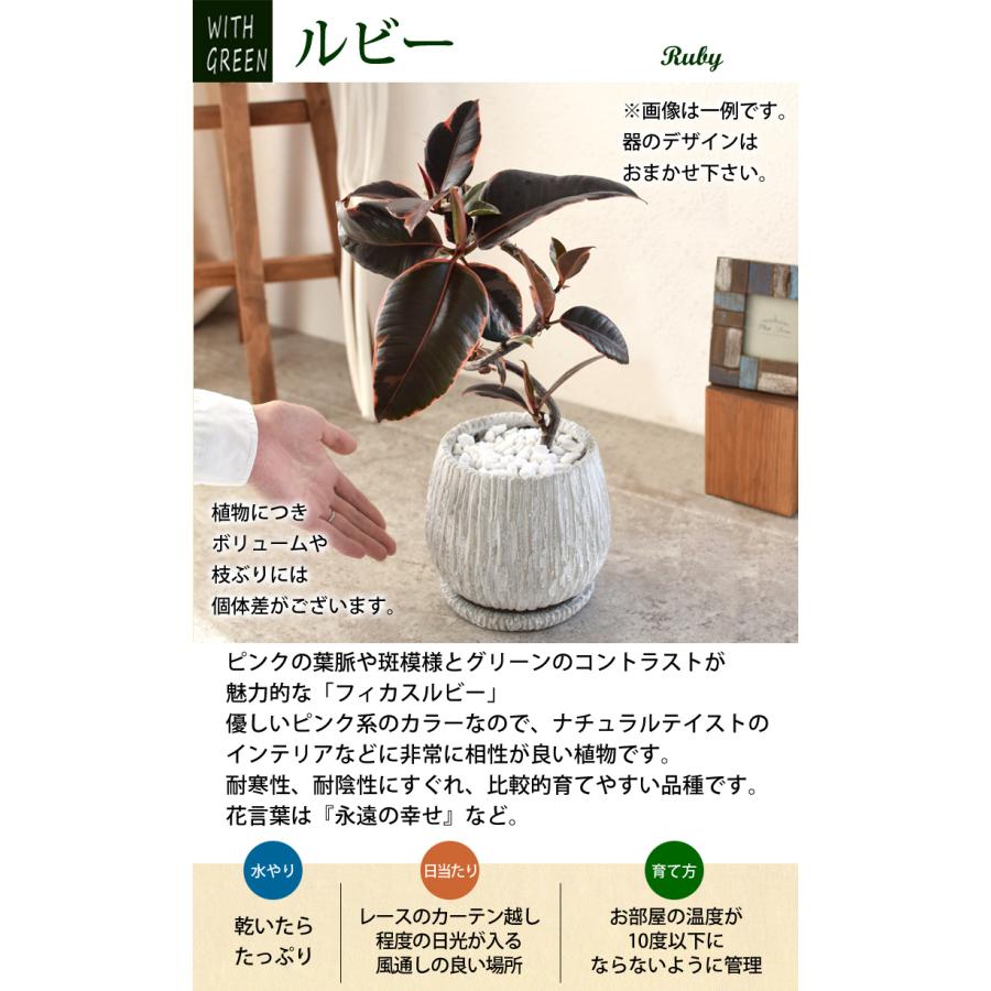 選べる 観葉植物  曲げ ゴムの木 陶器鉢 フィカス アルテシーマ アルテシマ ウンベラータ ティネケ ベンガレンシス ルビー インテリア グリーン 観葉 ギフト｜hanayoshi-y｜14