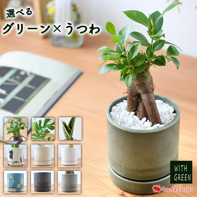 フラワーマーケット花由 選べる 観葉植物 × 選べる 器 ガジュマルの木