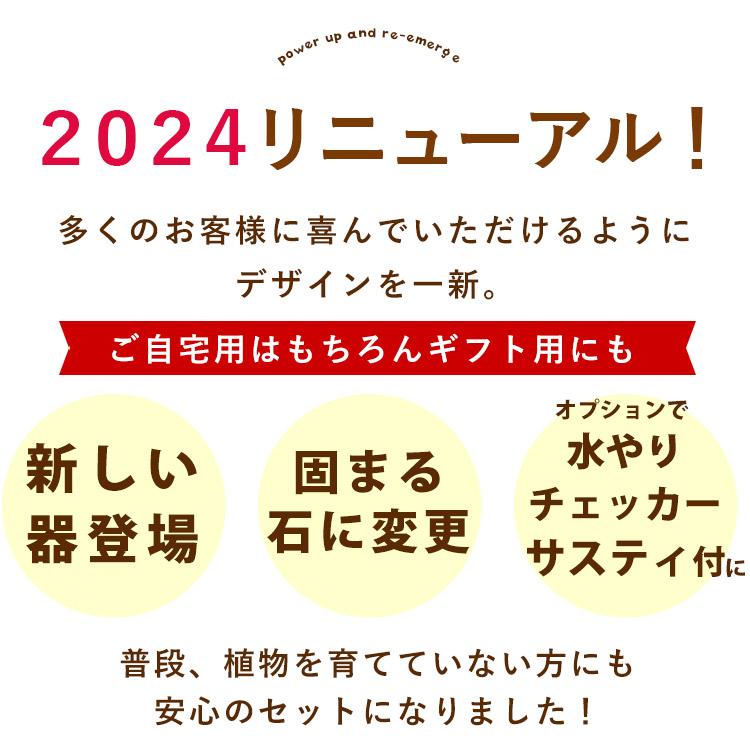 フラワーマーケット花由 選べる 観葉植物 × 選べる 器 ガジュマルの木