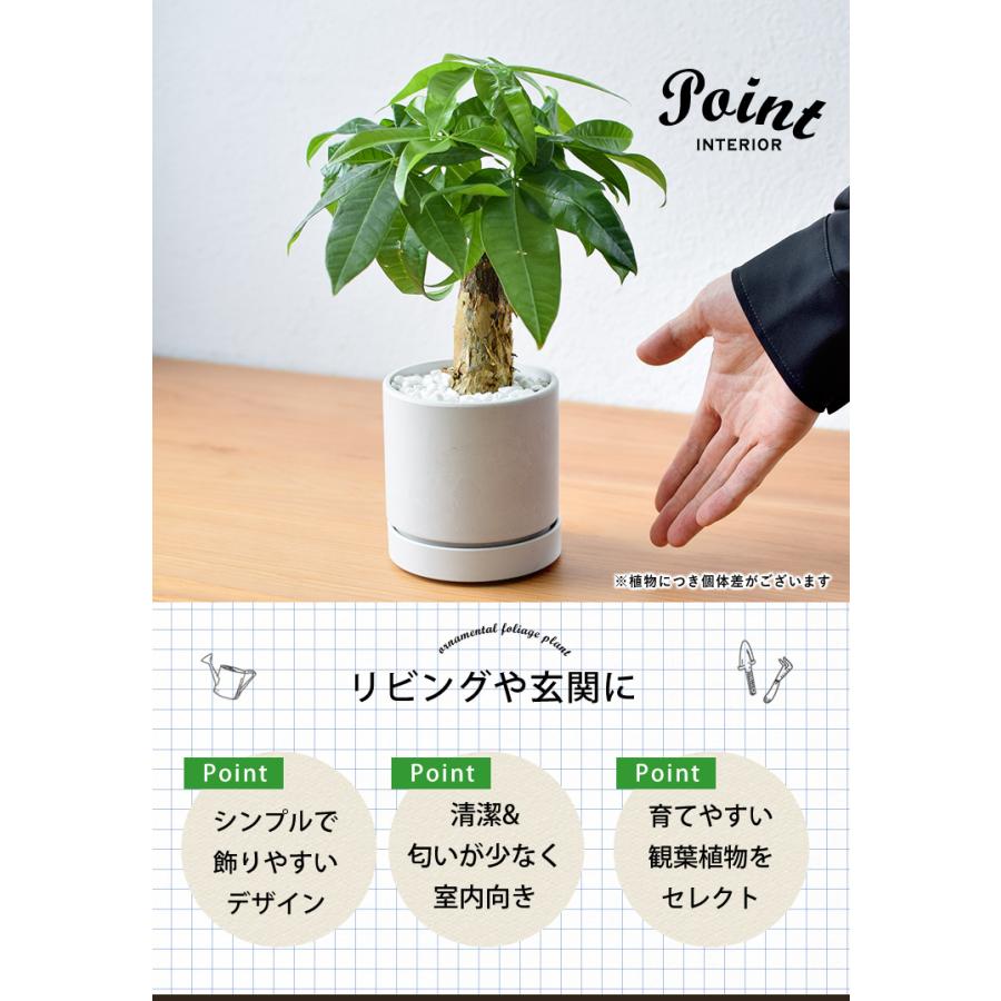 フラワーマーケット花由 選べる 観葉植物 × 選べる 器 ガジュマルの木