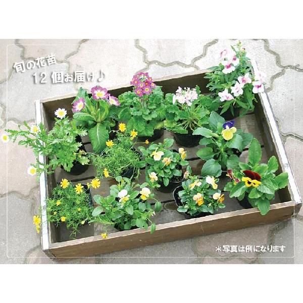 フラワーマーケット花由 花苗 セット 1ダースの花苗セット 福袋