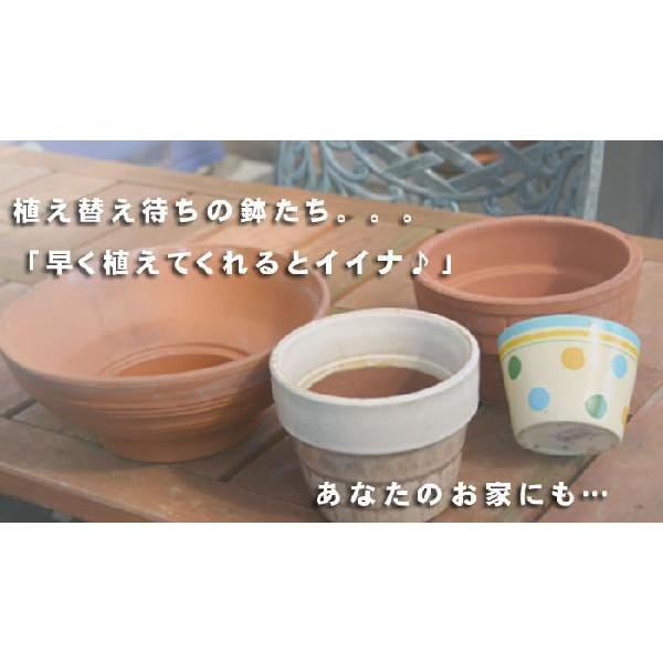 フラワーマーケット花由 花苗 セット 1ダースの花苗セット 福袋