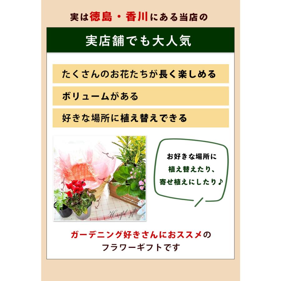 季節のおまかせ 花鉢 と グリーン の 寄せ入れ Sサイズ フラワーバスケット 鉢花 鉢植え ギフト おしゃれ 花 誕生日 プレゼント 女性 母 祖母｜hanayoshi-y｜08