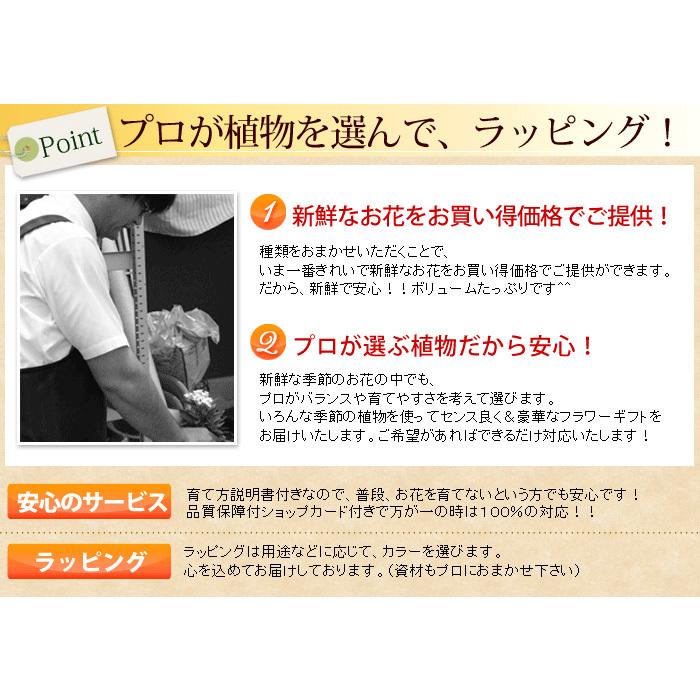 魅了 フラワーバスケット 季節のおまかせ花鉢とグリーンの寄せ入れ Mサイズ 誕生日 プレゼント 女性 母 結婚祝い 退職祝い 開店祝い お祝い フラワーギフト4 378円 Whitesforracialequity Org