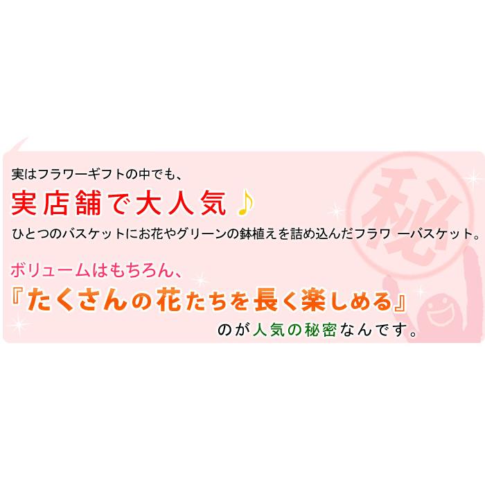 魅了 フラワーバスケット 季節のおまかせ花鉢とグリーンの寄せ入れ Mサイズ 誕生日 プレゼント 女性 母 結婚祝い 退職祝い 開店祝い お祝い フラワーギフト4 378円 Whitesforracialequity Org