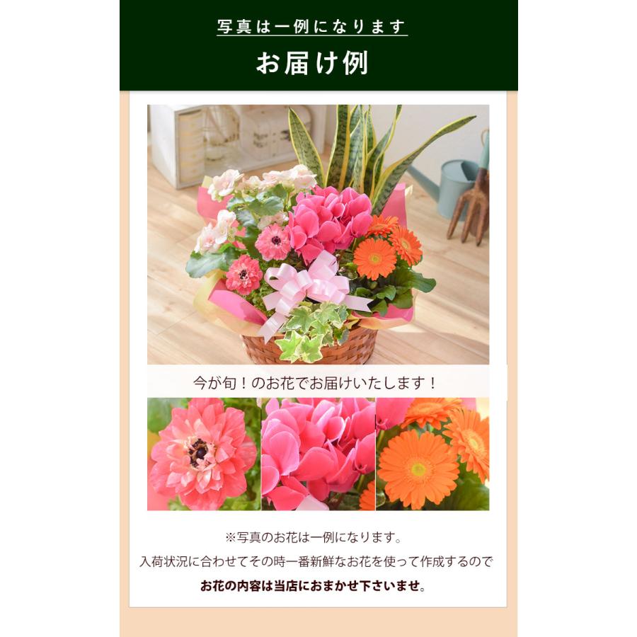 鉢植え 花 誕生日 プレゼント 寄せ鉢 フラワーバスケット 季節のおまかせ花鉢とグリーンの寄せ入れ＜Lサイズ＞ お祝い 結婚祝い 新築祝い 引っ越し祝い｜hanayoshi-y｜11