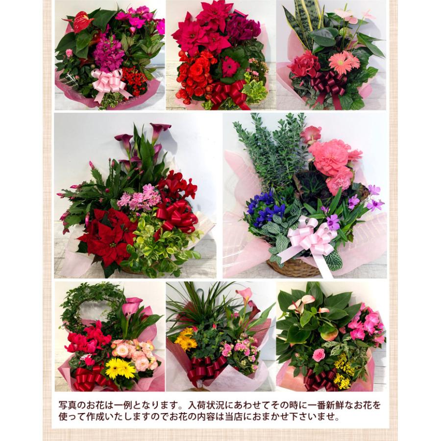 鉢植え 花 誕生日 プレゼント 寄せ鉢 フラワーバスケット 季節のおまかせ花鉢とグリーンの寄せ入れ Lサイズ お祝い 結婚祝い 新築祝い Hoh15 フラワーマーケット花由 通販 Yahoo ショッピング