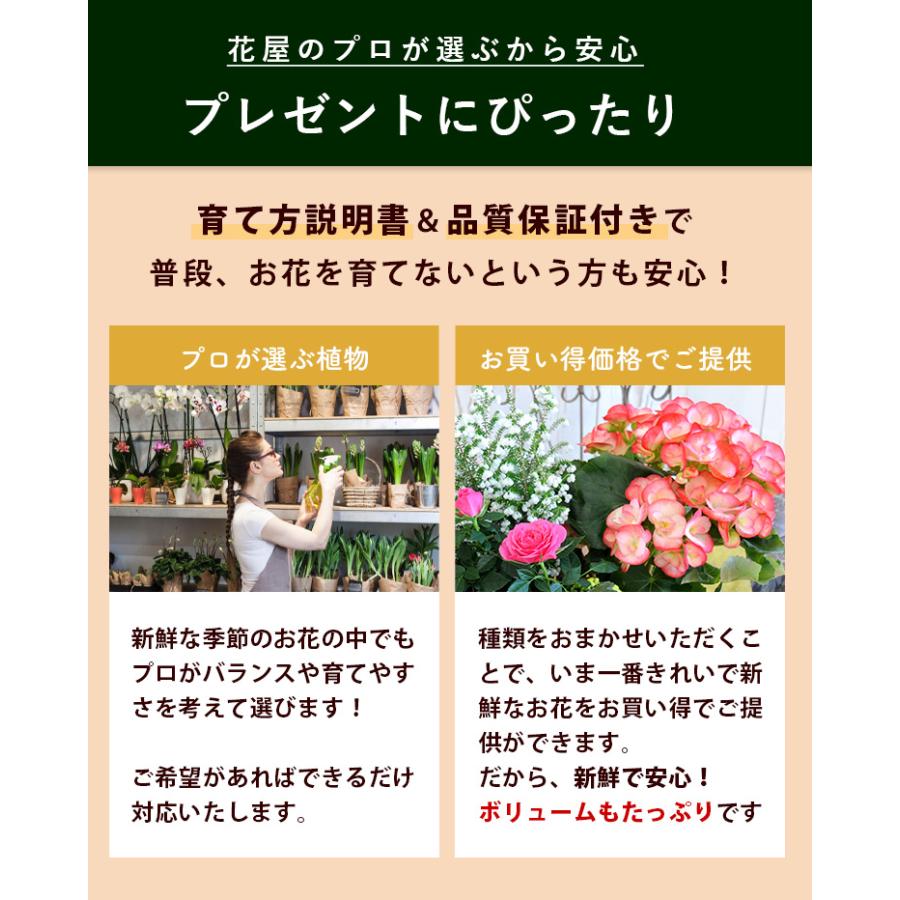 季節のおまかせ花鉢とグリーンの寄せ入れ LLサイズ 鉢花 フラワーバスケット お誕生日 お花 開店祝い 開業祝い プレゼント フラワーギフト お祝いの画像