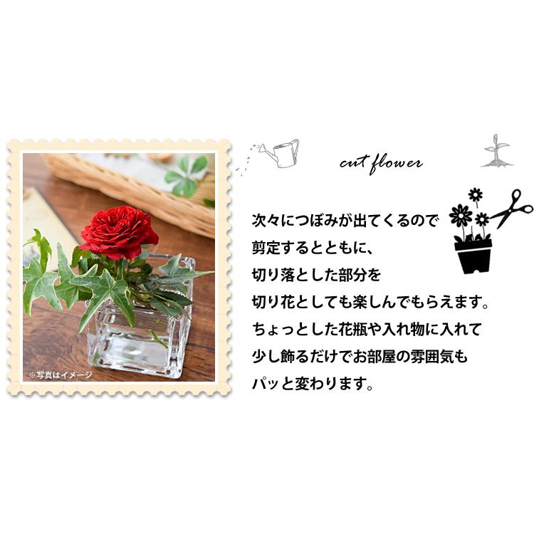 季節のおまかせ花鉢とグリーンの寄せ入れ LLサイズ 鉢花 フラワーバスケット お誕生日 お花 開店祝い 開業祝い プレゼント フラワーギフト お祝いの画像