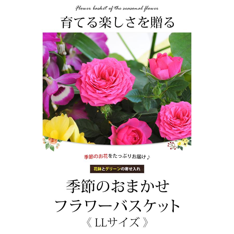 季節のおまかせ花鉢とグリーンの寄せ入れ LLサイズ 鉢花 フラワーバスケット お誕生日 お花 開店祝い 開業祝い プレゼント フラワーギフト お祝いの画像