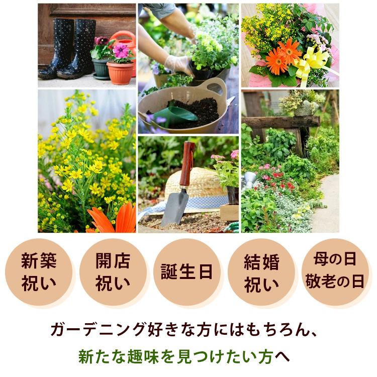 季節のおまかせ花鉢とグリーンの寄せ入れ LLサイズ 鉢花 フラワーバスケット お誕生日 お花 開店祝い 開業祝い プレゼント フラワーギフト お祝いの画像