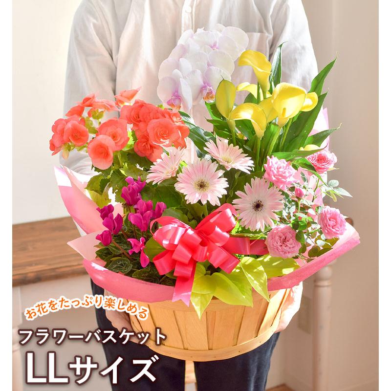 季節のおまかせ花鉢とグリーンの寄せ入れ LLサイズ 鉢花 フラワーバスケット お誕生日 お花 開店祝い 開業祝い プレゼント フラワーギフト お祝いの画像