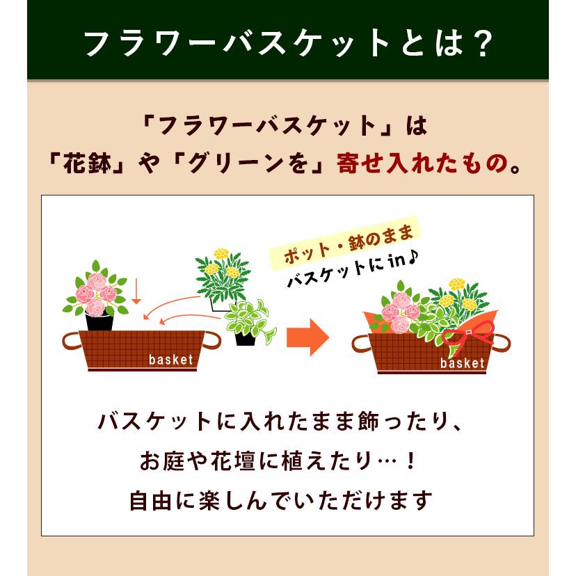 季節のおまかせ花鉢とグリーンの寄せ入れ LLサイズ 鉢花 フラワーバスケット お誕生日 お花 開店祝い 開業祝い プレゼント フラワーギフト お祝いの画像