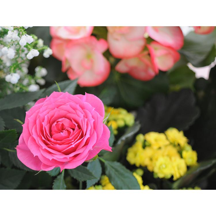 季節のおまかせ花鉢とグリーンの寄せ入れ LLサイズ 鉢花 フラワーバスケット お誕生日 お花 開店祝い 開業祝い プレゼント フラワーギフト お祝いの画像