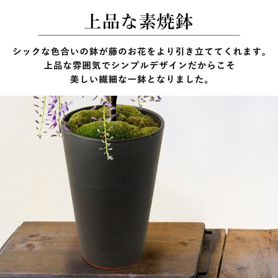 フラワーマーケット花由 送料無料 一才藤の盆栽 5号鉢 藤 花 ギフト
