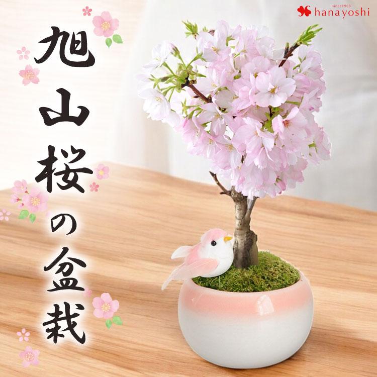 桜 創作盆栽 おうちでお花見 数量限定 送料無料 選べる旭山桜の盆栽 ブロッサムガーデン さくら 2月5日 3月31日で日時指定ｏｋ 北海道お届け不可 フラワーマーケット花由 通販 Paypayモール