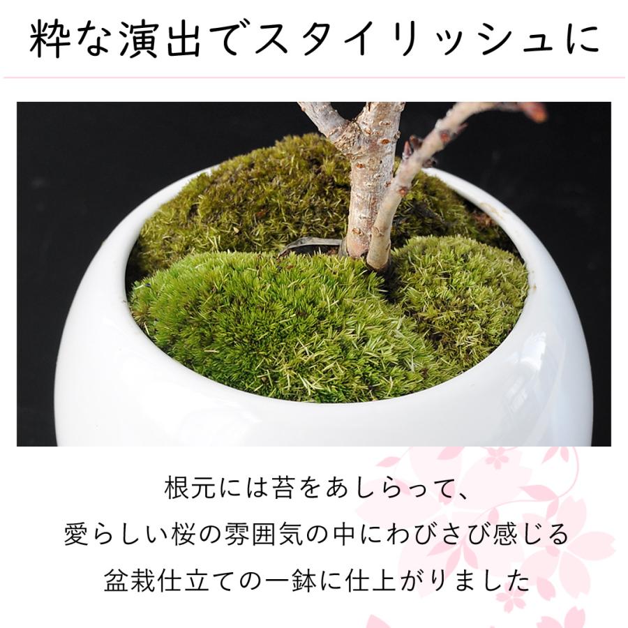 フラワーマーケット花由 桜 盆栽 旭山桜の盆栽 ＜洋風ホワイト鉢